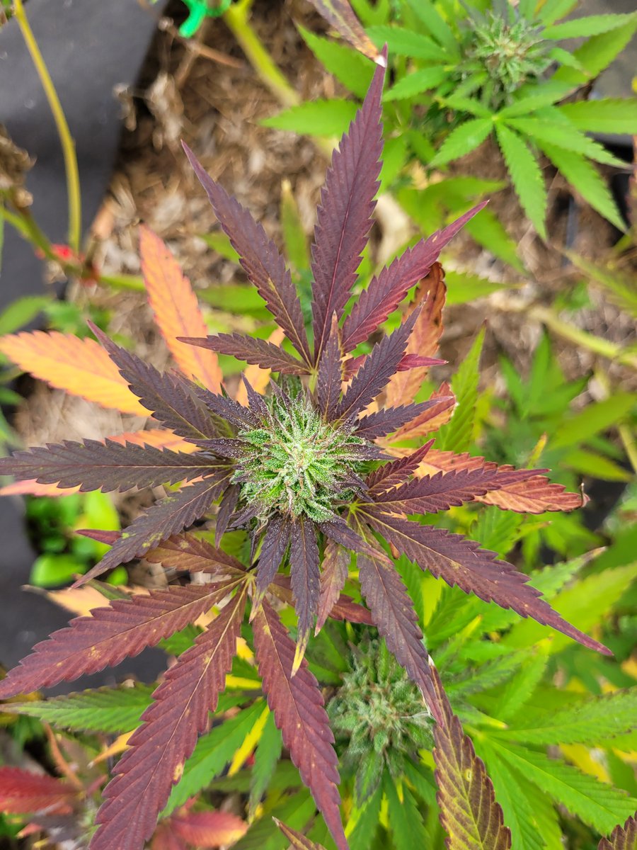 As the temperature drops the fan leafs are changing to magnificent colours and the buds are forming beautifully. Enjoy these spectacular photos of our Cherry Rugburn, Purple Punch, and Sweet Venom cultivars. #cannabis #craftcannabis #microlicense #ganga #weed #pot #canadacannabis