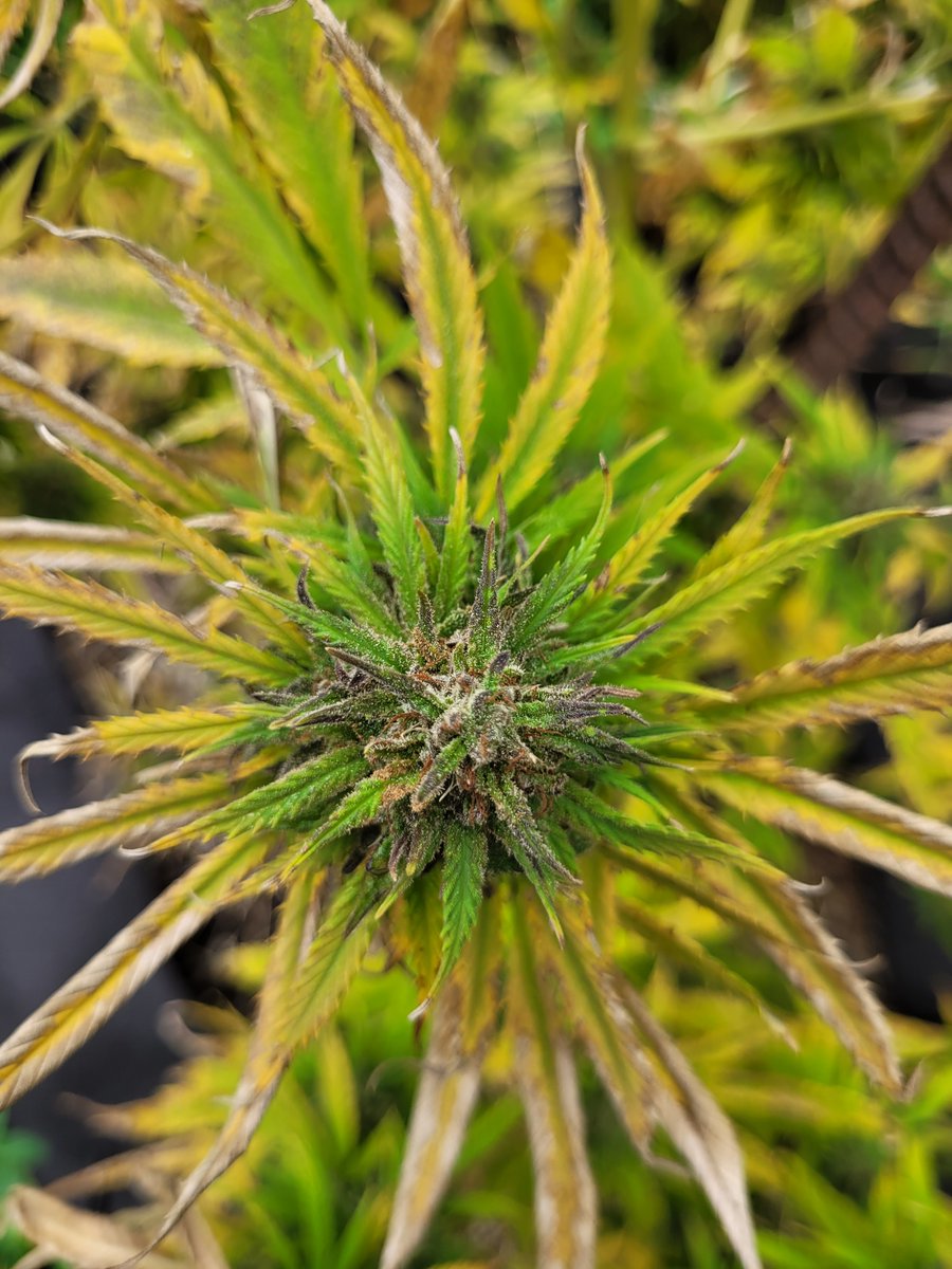 WillowWeedFarm's tweet photo. As the temperature drops the fan leafs are changing to magnificent colours and the buds are forming beautifully. Enjoy these spectacular photos of our Cherry Rugburn, Purple Punch, and Sweet Venom cultivars. #cannabis #craftcannabis #microlicense #ganga #weed #pot #canadacannabis https://t.co/fxJoZpIt4K