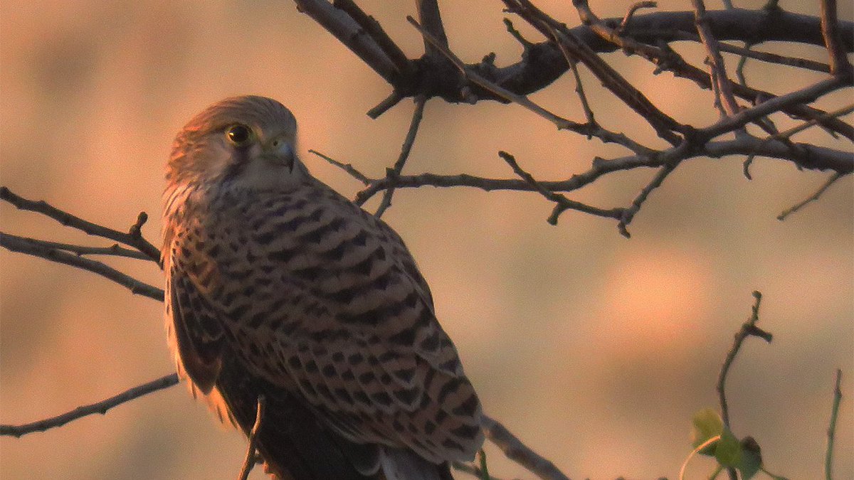 Mohammad javad rostami tweet media