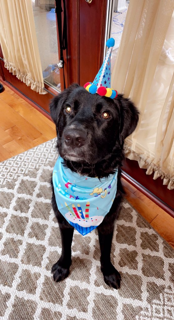 2020Georgee's tweet photo. Thanks for all of my birthday wishes! I feel very proud to be one year old and have such a loving family! #dogs #dogsoftwitter xoxo G ๐พ #myfirstbirthday https://t.co/m83vpRAFXr