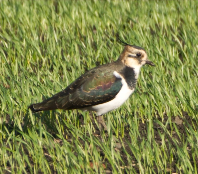 @Natures_Voice The beautiful European Lapwing on farmland in the village where I live. #birdphotography #BirdsSeenIn2021 @LoveChesterleSt @DurhamBirdClub @Durham_2025 #redconservationstatus