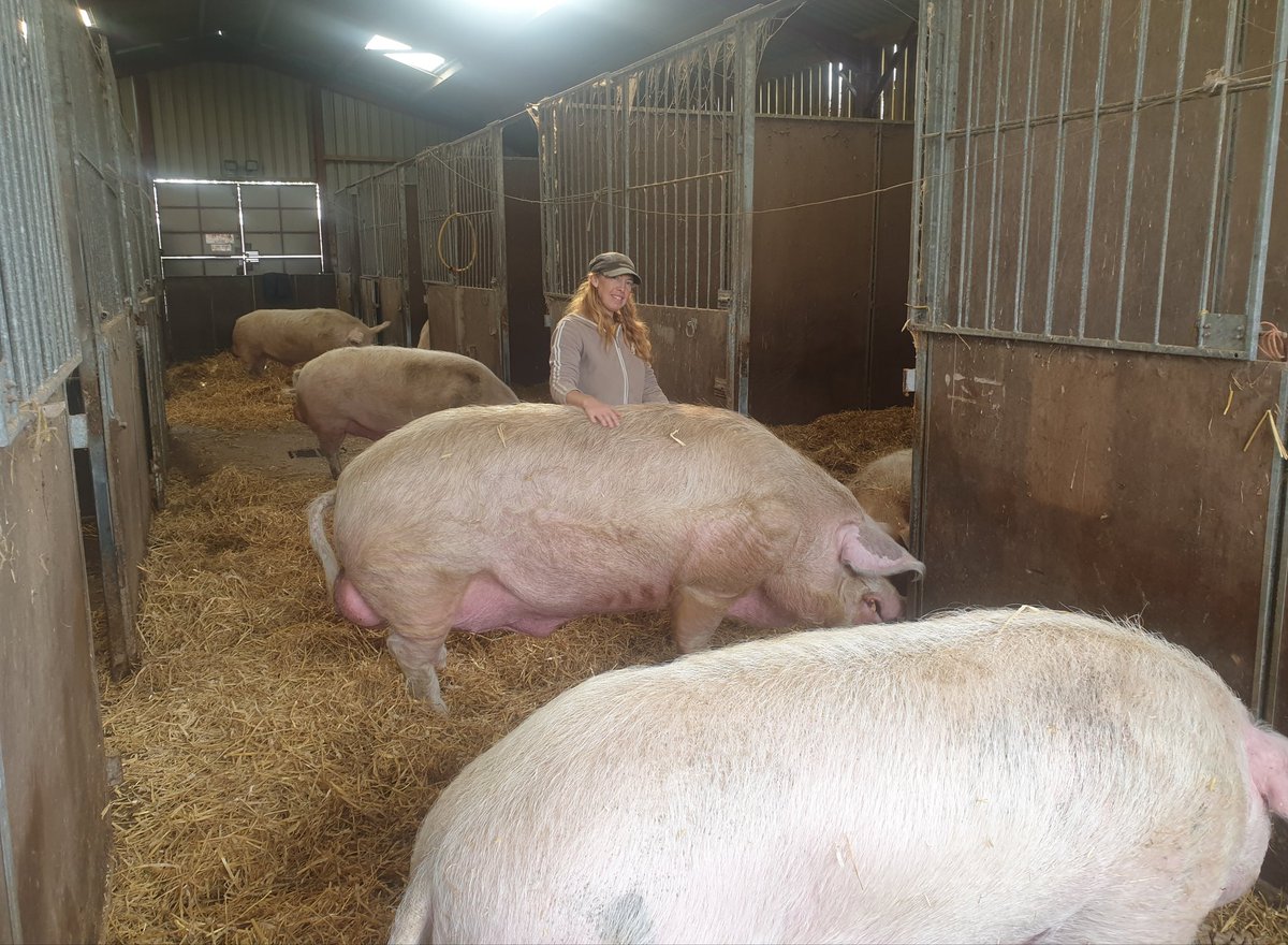 BTWsanctuary's tweet photo. Boar Barn muck out! 🐷

We were a small muck out team this week, just me &amp; @NikkiStreet7. 

So we had these big handsome boys all to ourselves! 💖

Please help us give our 91 rescued pigs a secure future by becoming a Pigoneer. Join our piggy feed club 👇
https://t.co/Ek2fRYI1eT https://t.co/yVic7ORZTA