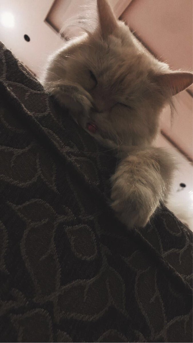 aisha_qassim's tweet photo. My babies 💕💕 #mylife #catlovers #CatsofTwittter #lovelife  #MYbaby #pets #AdoptDontShop #cute #HE'S SO CUTE #cats #animals https://t.co/X0JhUVZkxV