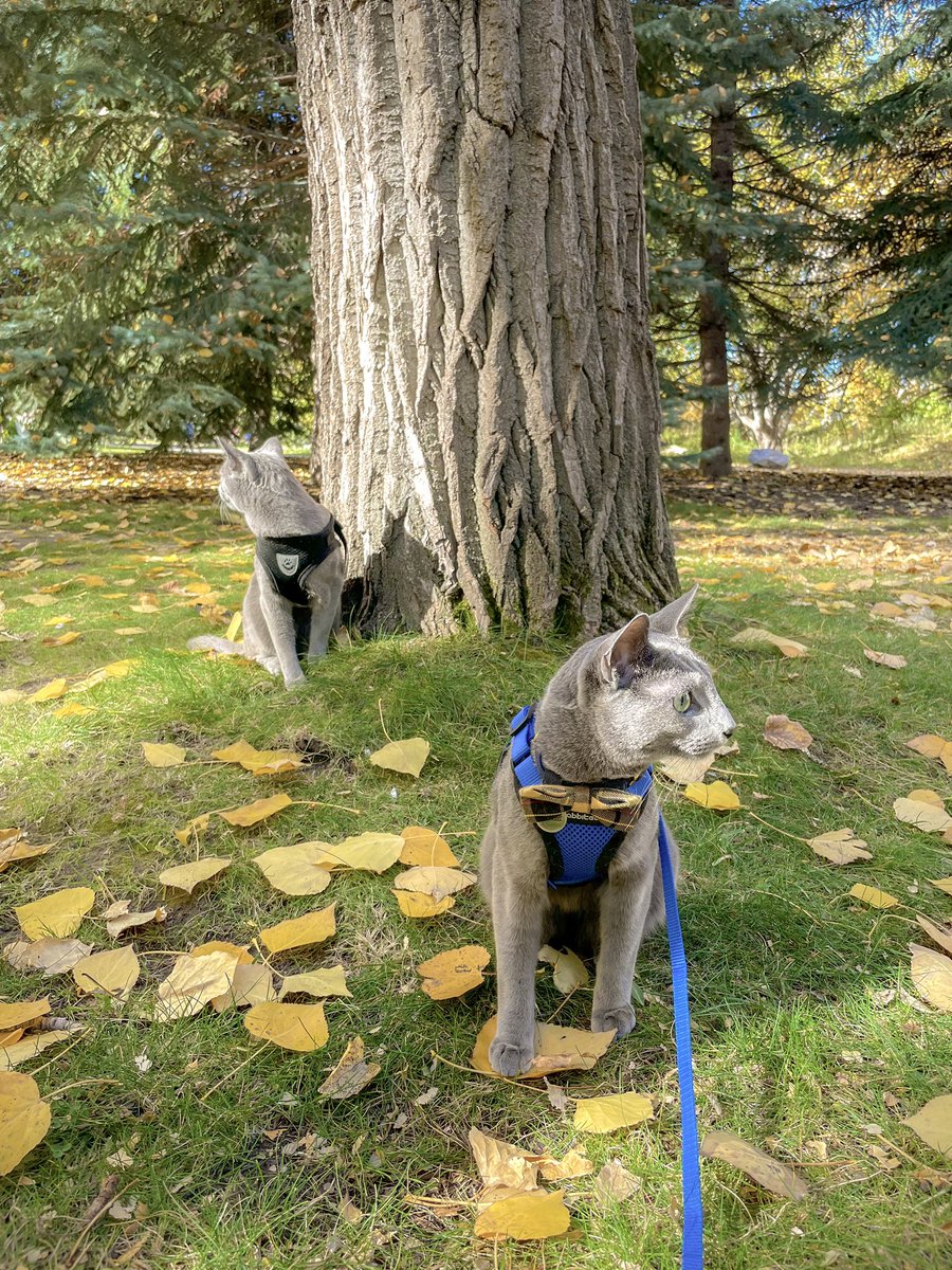 SAngeliMC1's tweet photo. Brothers reunited! #cat #catphotography #Autumn #fall 

#catsofinstagram 
Instagram @ginko_04 https://t.co/wIjkMuauxu