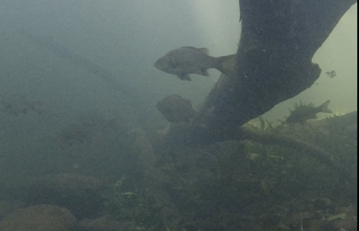 Took a family trip to the Never Never River. Plenty of fish. Swimming.  Rock skipping. SUP. Water 18°C