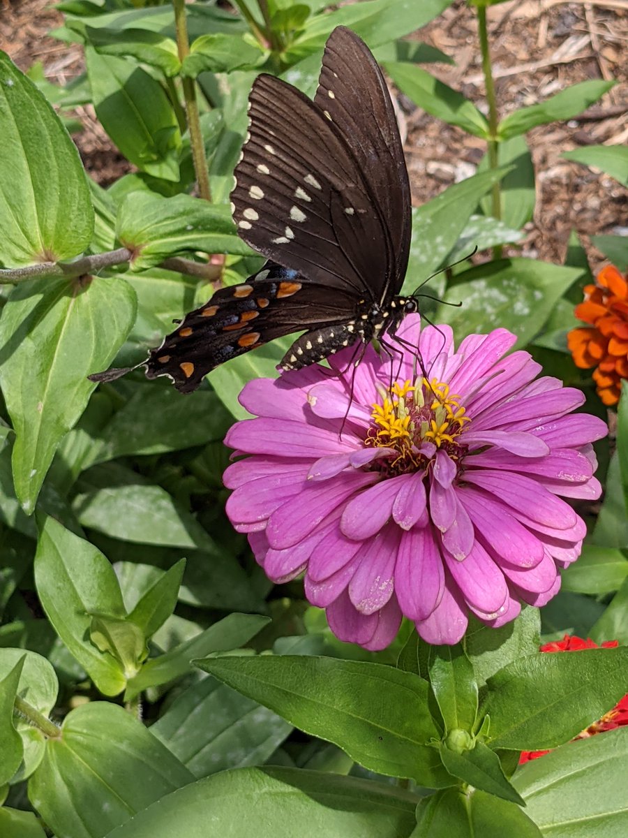 ityogini's tweet image. This afternoon's guests.