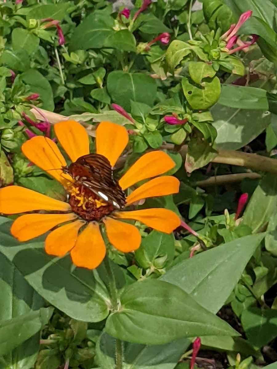 ityogini's tweet image. This afternoon's guests.