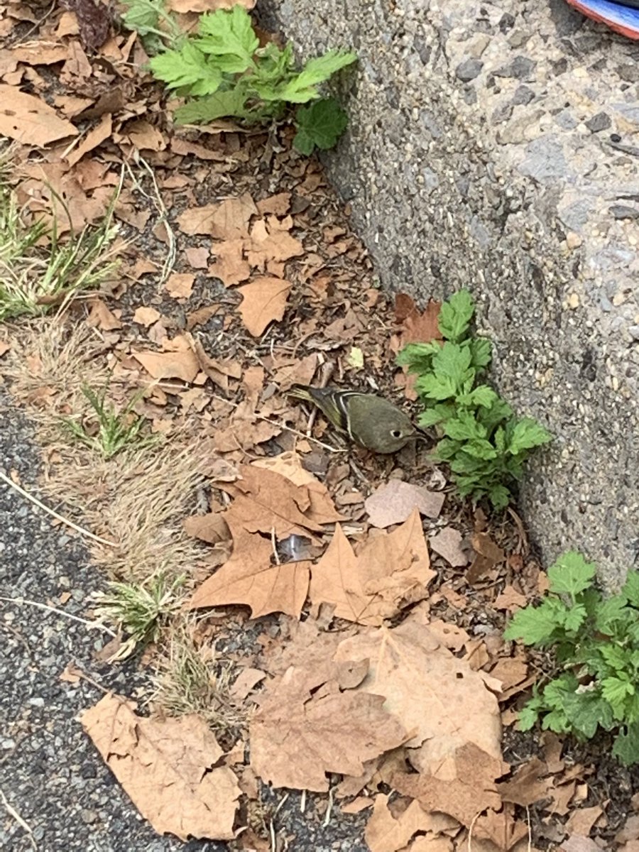 dnaRev's tweet photo. @NYCBirdAlert this warbler may be injured. Hopping around, fluttering along the ground. Opposite the bridge overlooking Bethesda Fountain (northeast side of road) around 3:30 PM. https://t.co/290ViuKoLE
