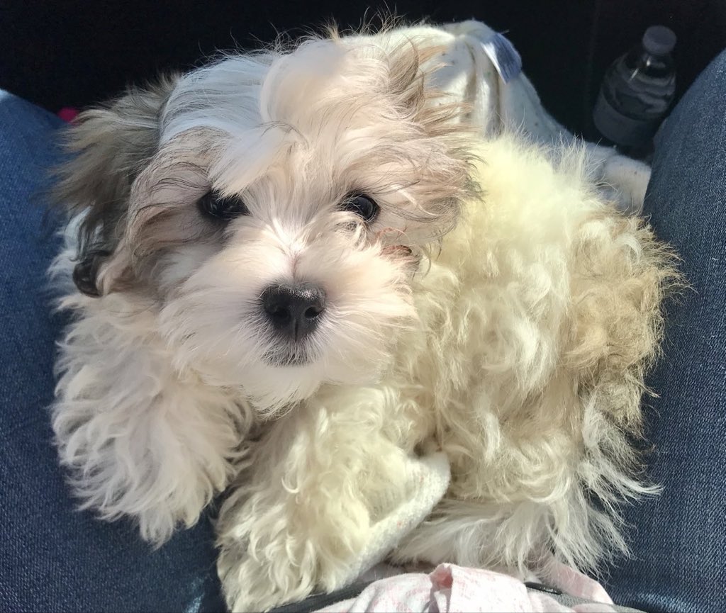 JimiJames2020's tweet photo. #selfie #dogsoftwitter #malshi https://t.co/EEuEL5He6P