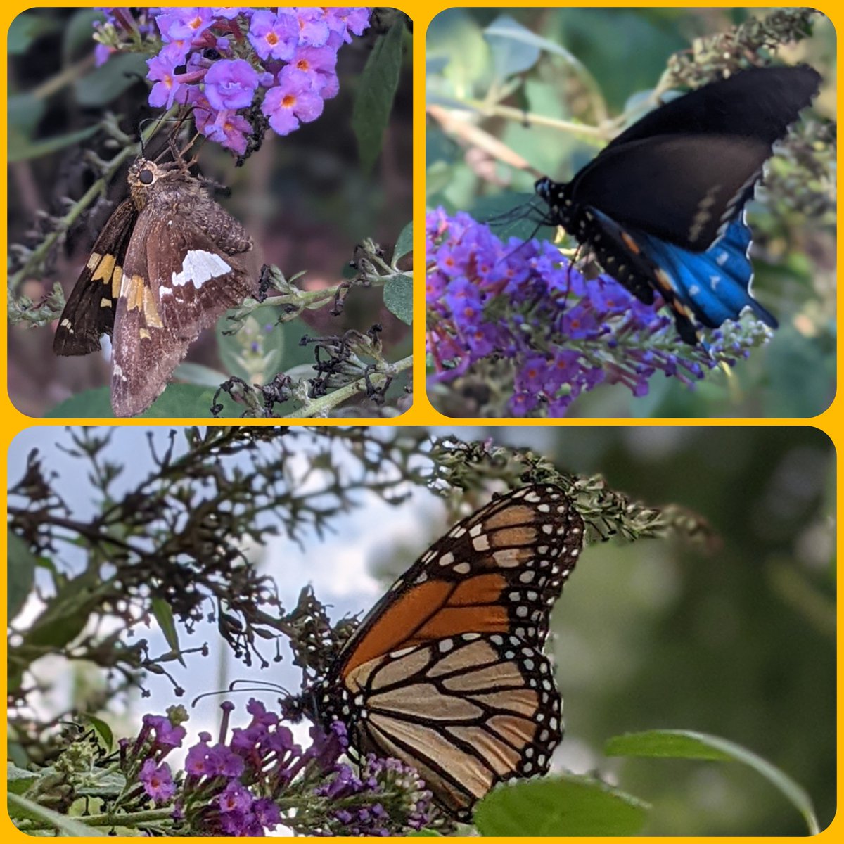 HSES_Librarian's tweet photo. Beautiful day for Butterfly watching! 🦋🧡 https://t.co/MmvsfBXlyF