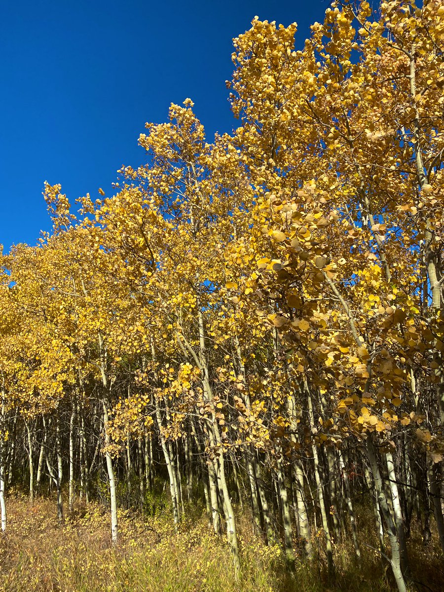 They are connected. They support one another &amp; put resources to those who need it most not themselves first. Today’s teachings seemed even more clear &amp; important than on other visits. We should sit. Listen. Learn. And then act more like the forest. #yyc #Alberta #ableg #COVID19AB