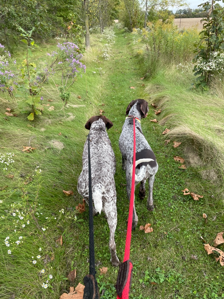 PullyDogs's tweet image. Luna, Comso and I just #ResQwalked 0.44 km in support of animals in need! Thanks  resqwalk.com