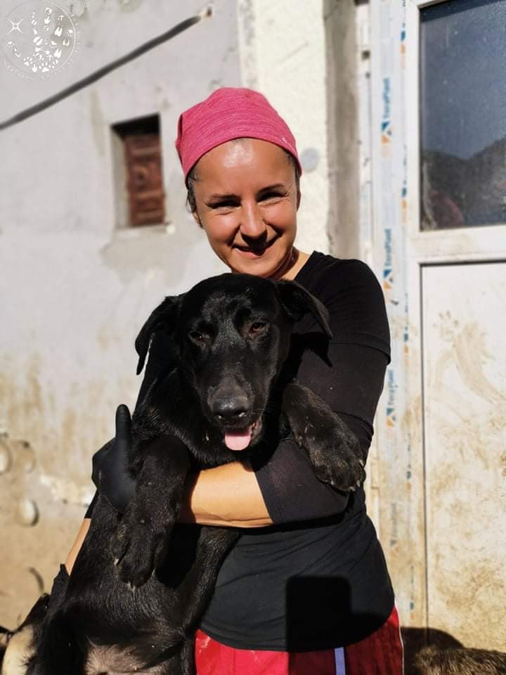 Sirius Animal Rescue tweet media