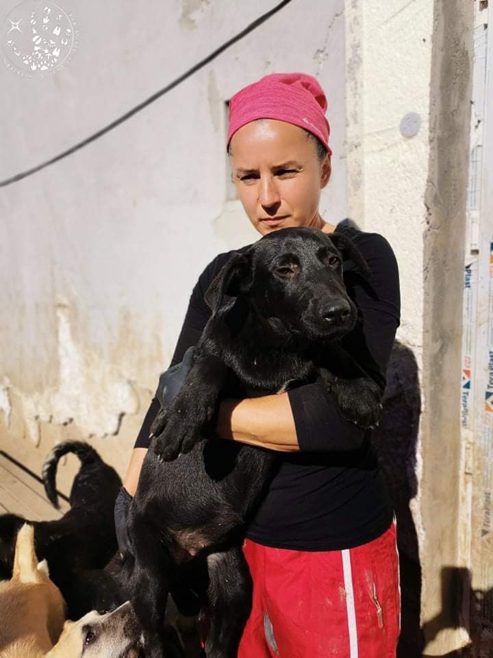 Sirius Animal Rescue tweet media