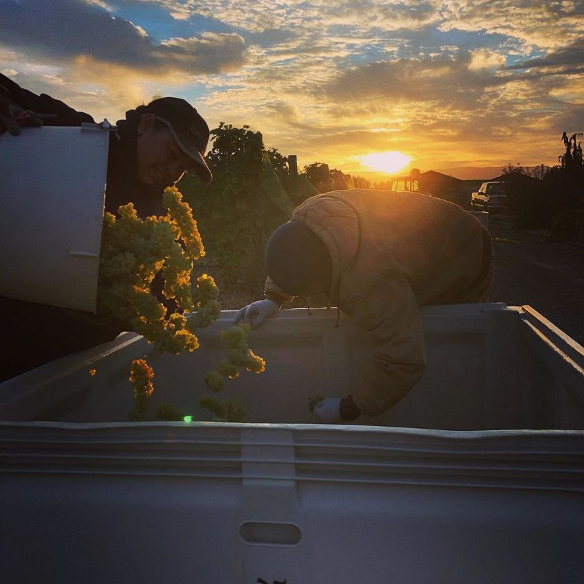 Seeing all the #sundaysunsets pictures makes our day! 🧡Here's one courtesy of <a href="/Saviah/">Saviah Cellars</a> as the sun rises during Viognier harvest in #wawine country. <a href="/RoarLoudTravel/">RoarLoud</a> <a href="/MadHattersNYC/">Mad Hatters NYC</a> <a href="/GalsWander/">WhereGalsWander</a> <a href="/LiveaMemory/">Live a Memory</a> <a href="/suziday123/">Suzi Day</a> @JetsettersFlyin