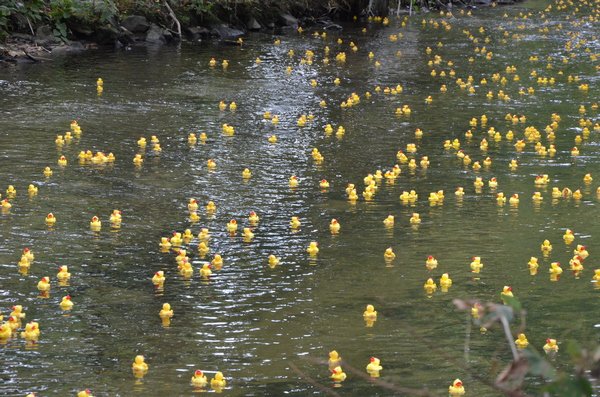 2021 Pequabuck Duck Race, 200+ pictures can be seen on BristolCt.net