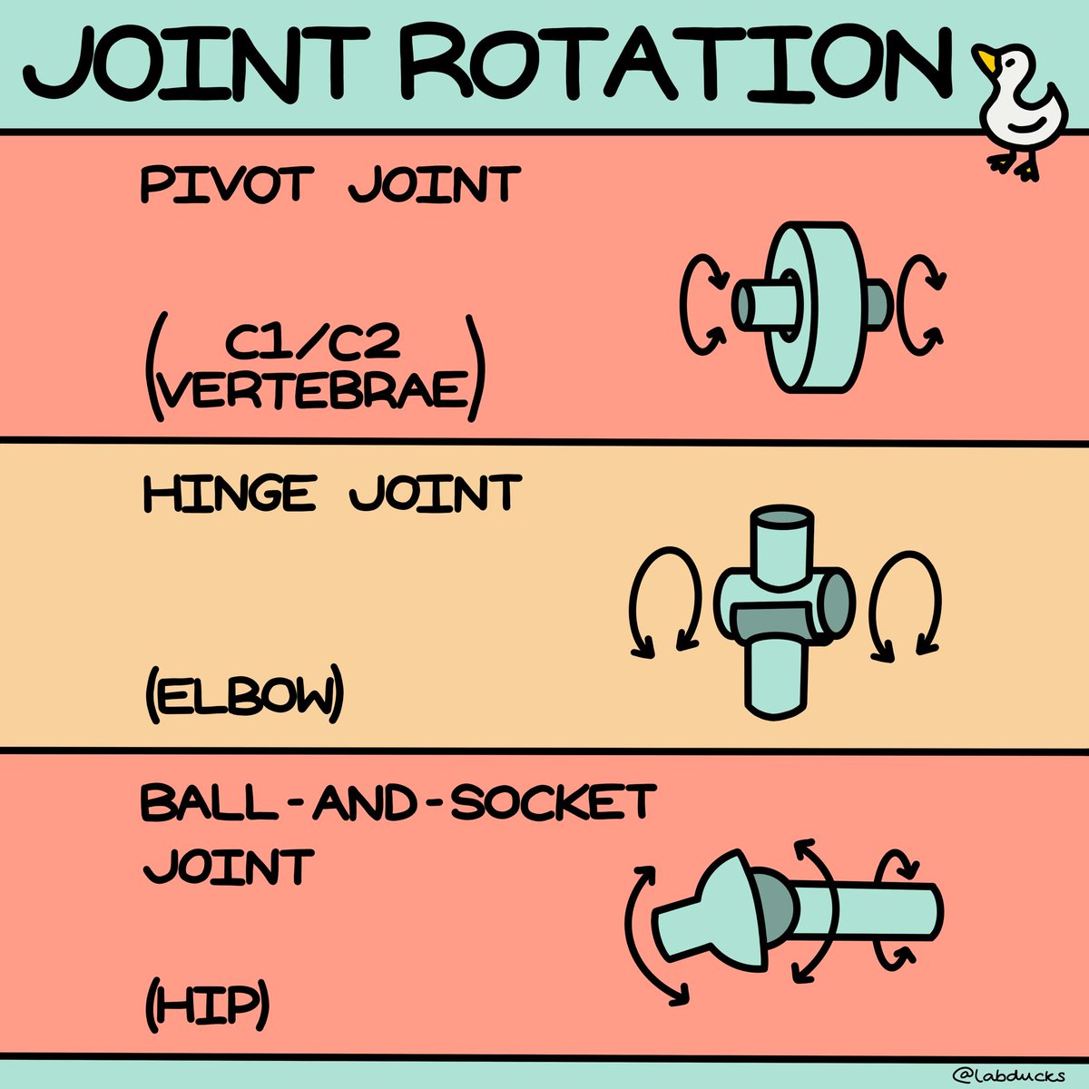 labducks tweet media