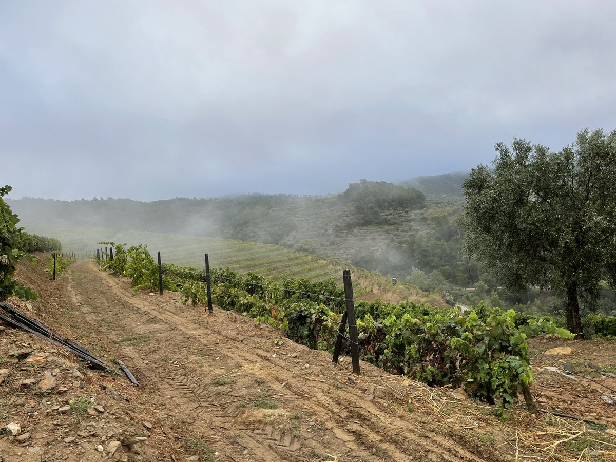 Beautiful morning Douro Valley