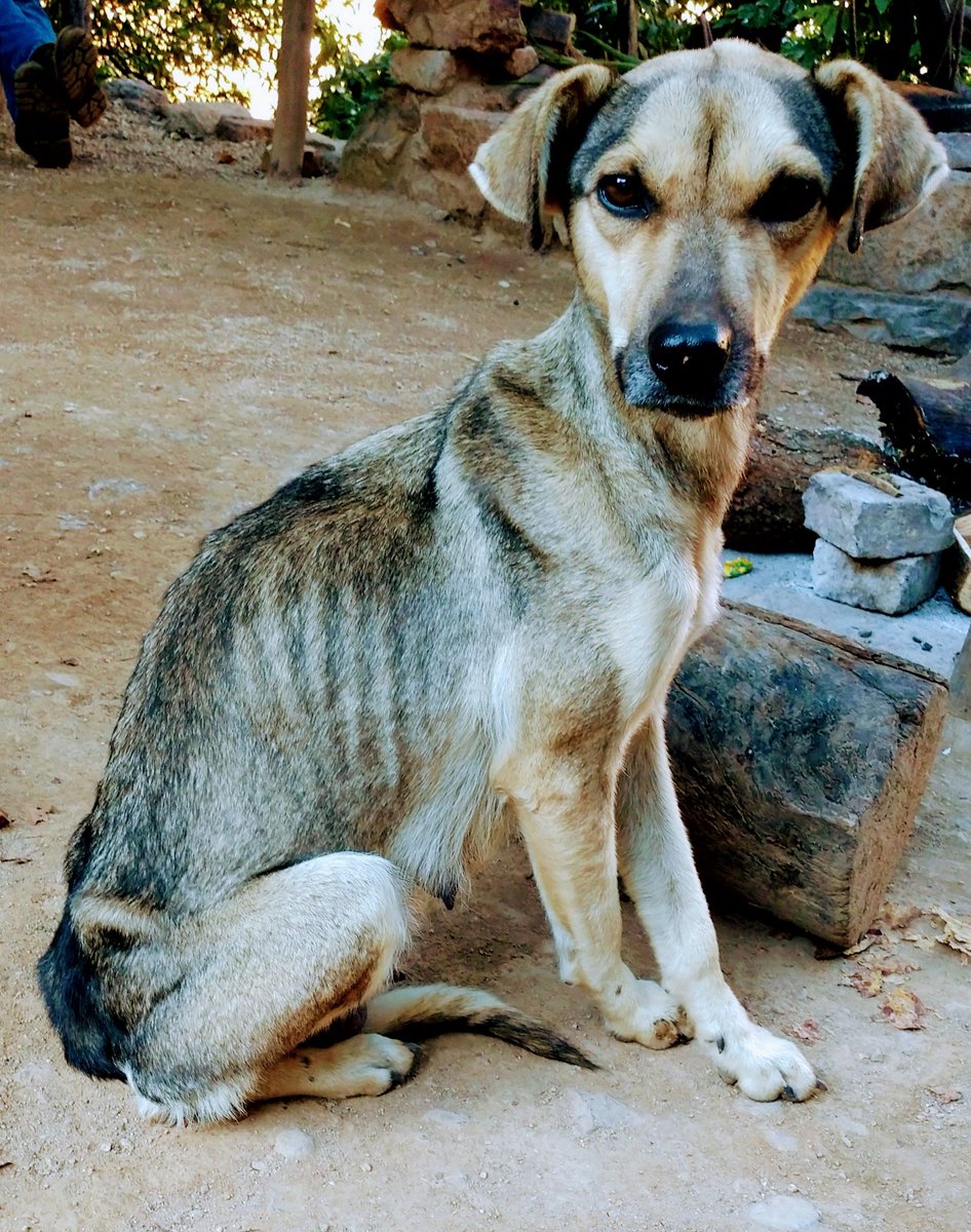 CompassionCopp1's tweet photo. Please SHARE,  help us grow our twitter followers, you all know how hard it is if you have very few followers. We would love to be able to go save more dogs and can't do it without support. https://t.co/x090rEaHsx #rescue #streetdogs #mexico #spayandneuter #animalwellfare  #share https://t.co/rRg91PGq5L