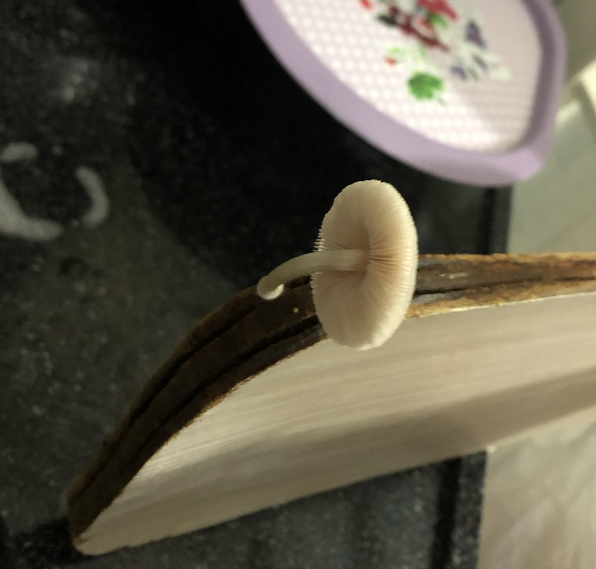 yere göğe attım burası eksik kalamazdı sadece 4 gün evde yoktum sen nasıl çıktın burdan ya