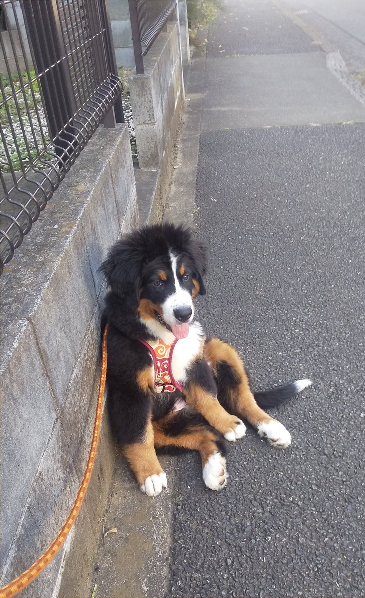 座り込む姿が貫禄たっぷり 休憩する姿が話題の子犬ちゃんについて飼い主さんに聞いた ブリーダーナビ
