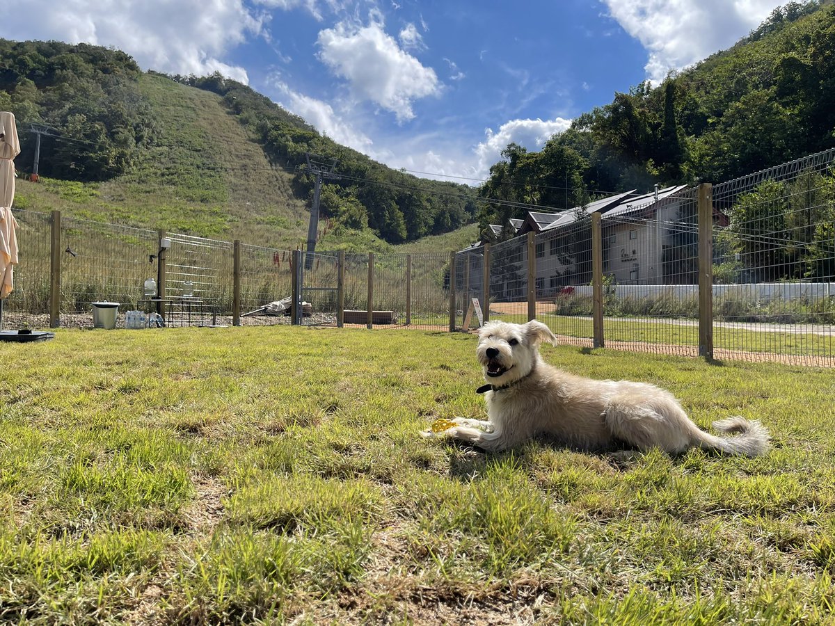 yuj1046's tweet photo. 용평리조트 안에 생긴 강아지 운동장&amp;라운지, 웨그빌리지🐶앉아있음 태리도 나도 힐링된다. 근데 왜 신프로는 졸지? 너무 힐링되서 그런가? https://t.co/P7BB1If3Hg