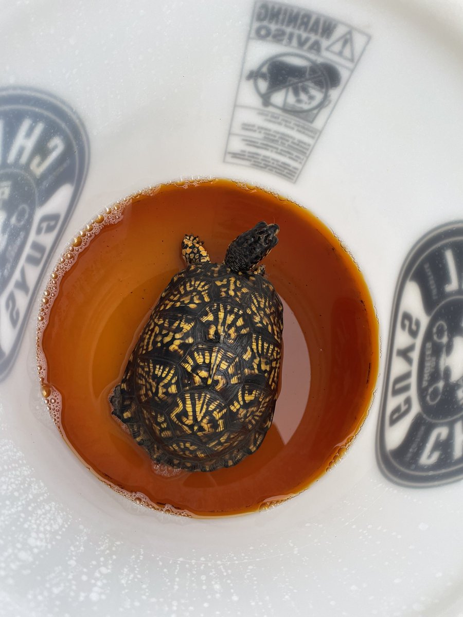 Introducing Bertle the box turtle. He will be at Moore’s Animal Rehab facility for approximately 10-12 weeks while his shell heals. First steps were to give him a betadine soak. After that we will epoxy the shell fractures and put him in his enclosure for 24 hours to dry.