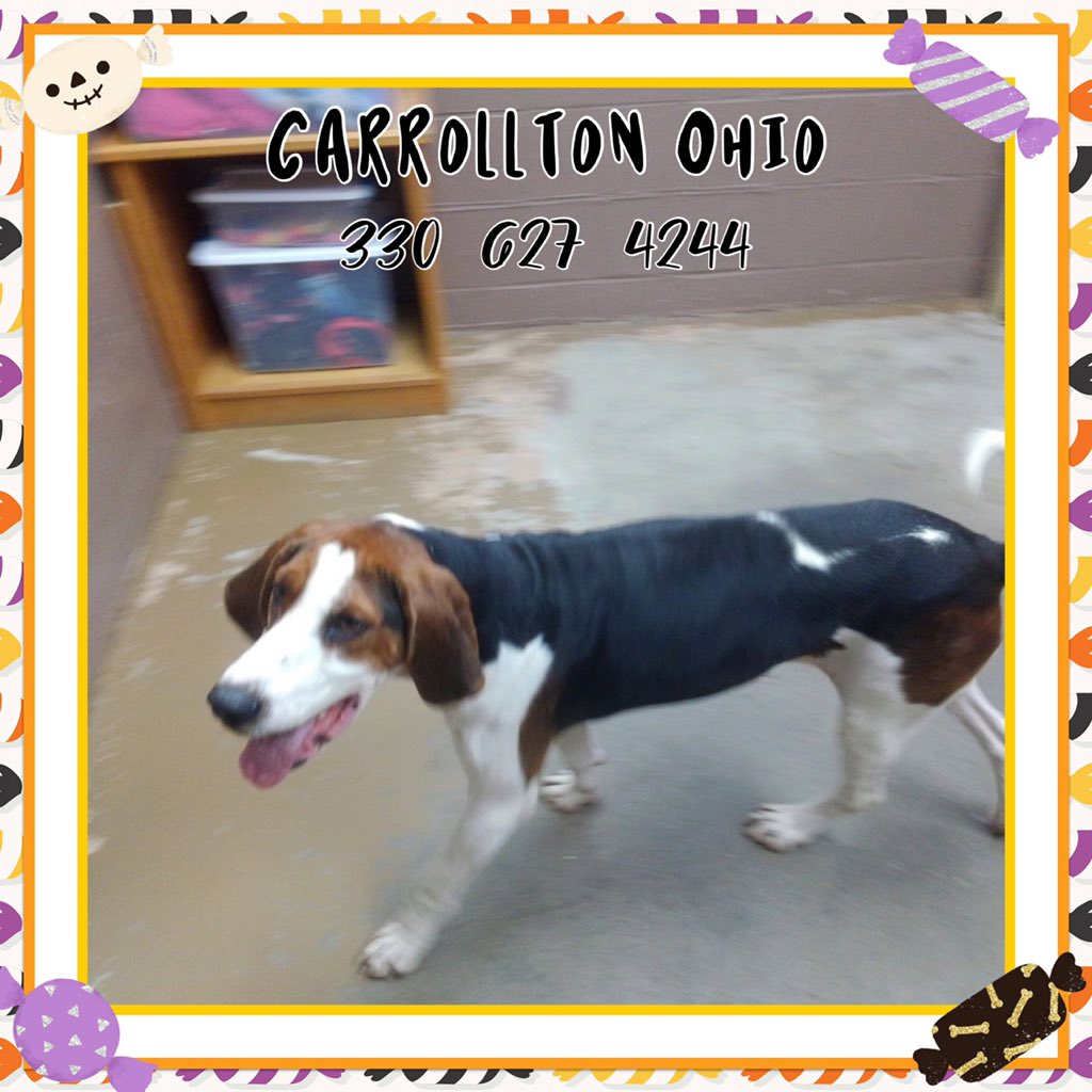 FoccdpOhio's tweet photo. Male Coonie available at the Carroll Co Dog Warden’s Office in Ohio. 
#TreeingWalkerCoonhound #dogsoftwitter #dogsforadoption https://t.co/CiQbdXbdm2