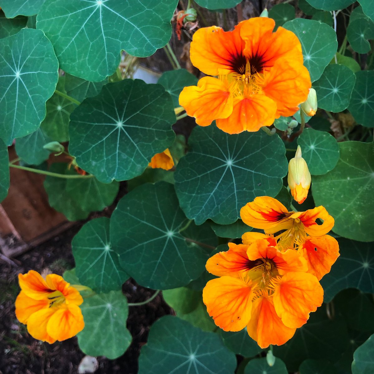 BridgetBeagle's tweet photo. Nasturtiums making a final show in Central Oregon. #FlowerReport https://t.co/tTtoSLgOPS