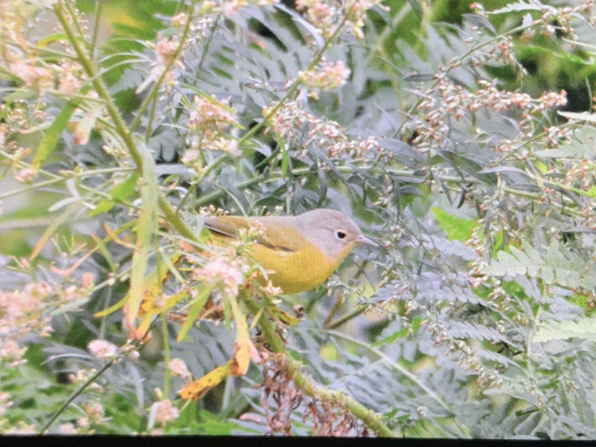 clarence_hoe's tweet photo. Can help to ID? Wondering if it is the Nashville warbler… spotted at strawberry field in the evening. Thanks!! @BirdCentralPark @NYCountybirders https://t.co/wlpPziuyr0