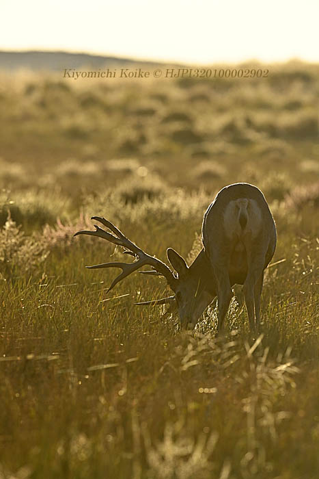 Koikecolousa Under The First Light Of A Day その日最初の光の下で Mule Deer ミュールジカ Odocoileus Hemionus Copyright Hjpi Muledeer Deer Animal Therut Wildlifephotography Wildlife Wildlifephotographer Nion Nikond6