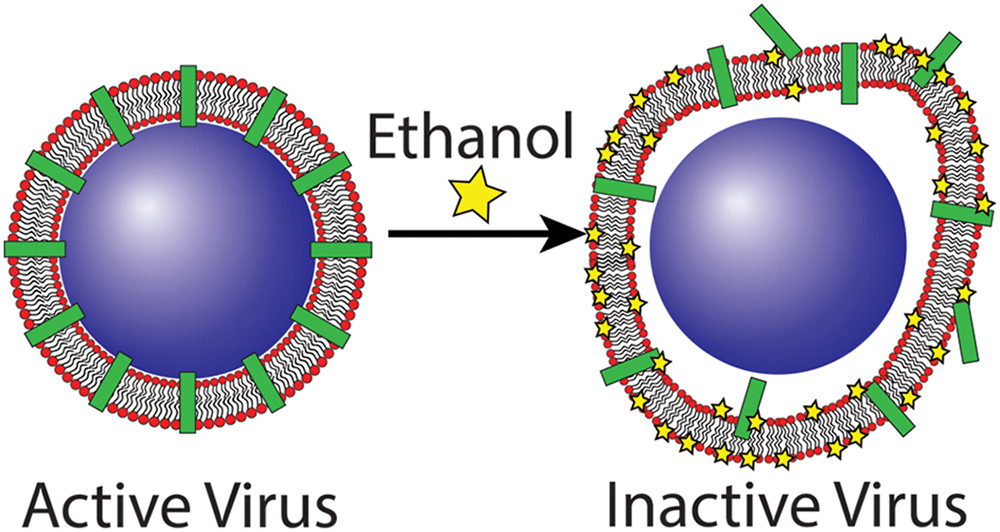 Ste se kdaj spraševali, kako #etanol prepreči,da #virusi z ovojnico,kot so #coronavirus postaneje nedejavni. Več o tem ➡️tinyurl.com/dydyebve #staysmart