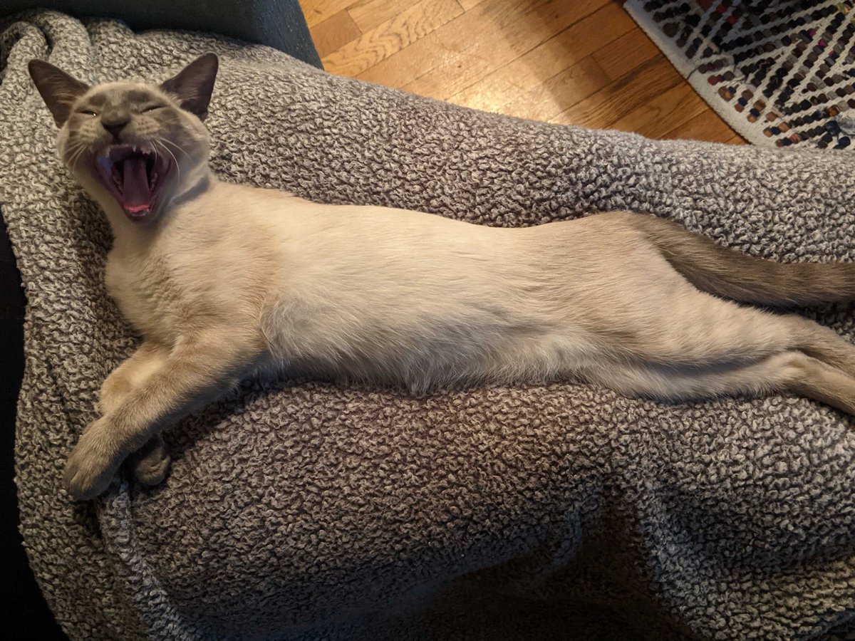 This week I share pics of our kitten after burning out today on a 6hr Defensive Driving Class feat. animated bobble-head instructors...

#SciFly your source for #speculative #design #art #tech events news 

SciFly // 168 // Remote Speculations Week 82/83 - mailchi.mp/14227c98c023/s…