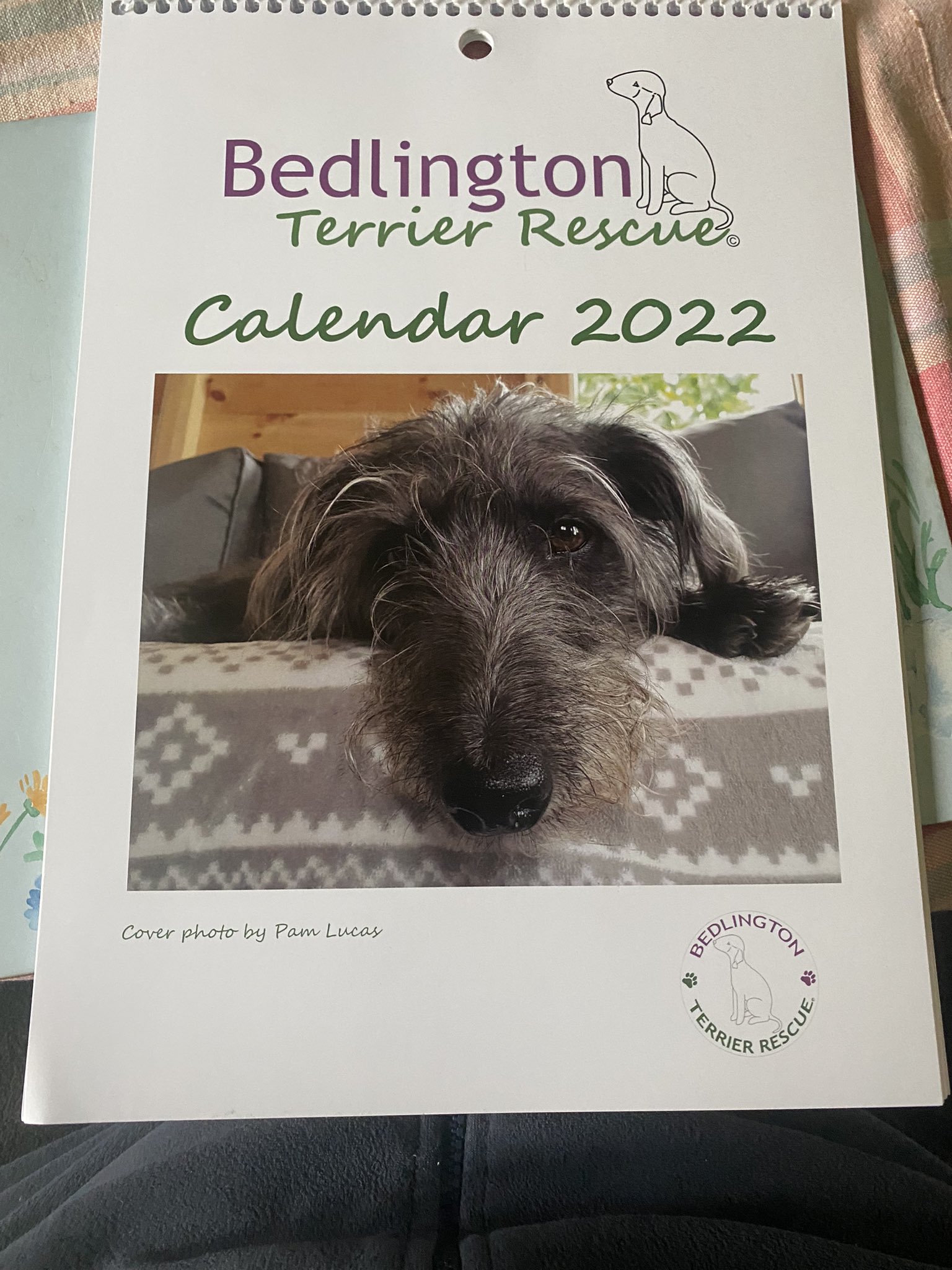 Bedlington rescue cheap dogs for rehoming