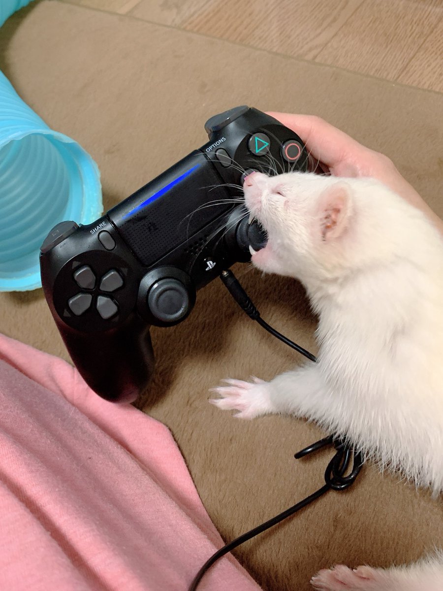 nano_ferret2's tweet photo. 初代ゲーミングイタチ⤵︎ ︎ https://t.co/sT1Z2nnQfX