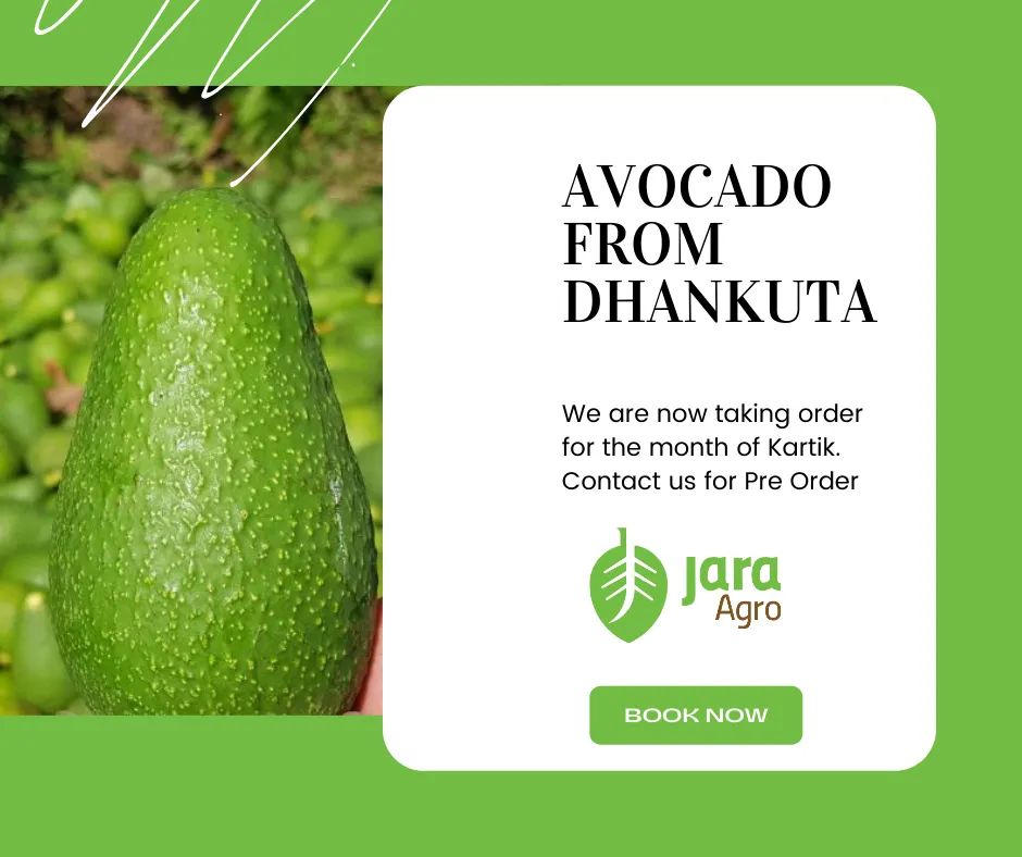 #DirectFromFarm We are now taking Avocado 🥑order for the month of Kartik. Kindly DM me for an order. Now we are delivering to major cities all over Nepal directly from Dhankuta. #JaraAgro #Dhankuta