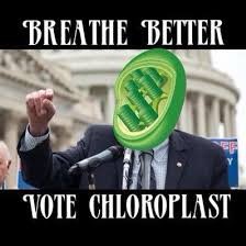 CarenChloro's tweet photo. VOTE CHLOROPLASTS https://t.co/hLD52sw0AQ