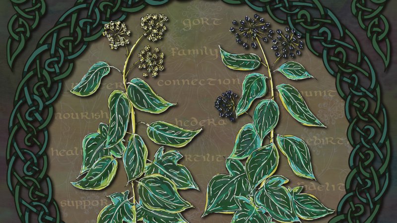 Did you know that October is the Celtic Tree Calendar month of the ivy? A lovely plant at this time of year! Do you want to find out more about the folklore of the ivy? Find it at: lottibrowndesigns.com/blog/celtic-iv… #britishtrees #celticart #treecalendar #folklore #naturelovers
