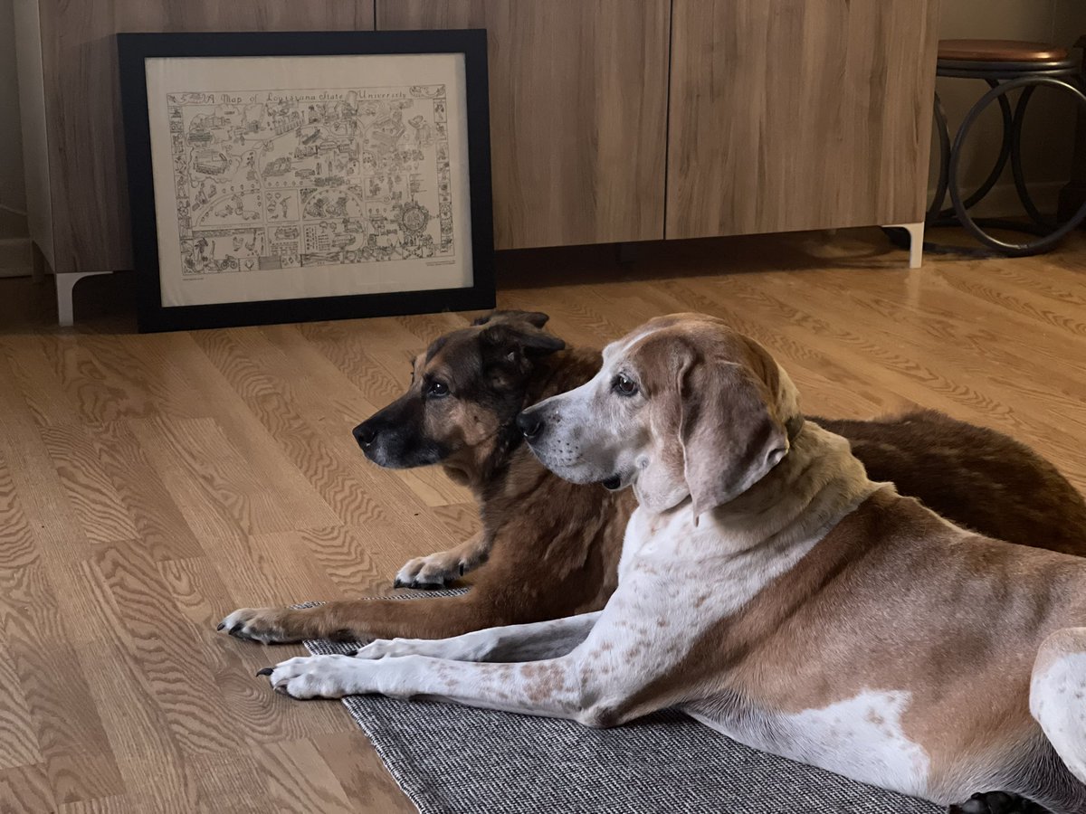 BeaverPro12's tweet photo. @JoeDeLuca Rosie and Divot chillin watching squirrels outside https://t.co/GzHSsxP88F