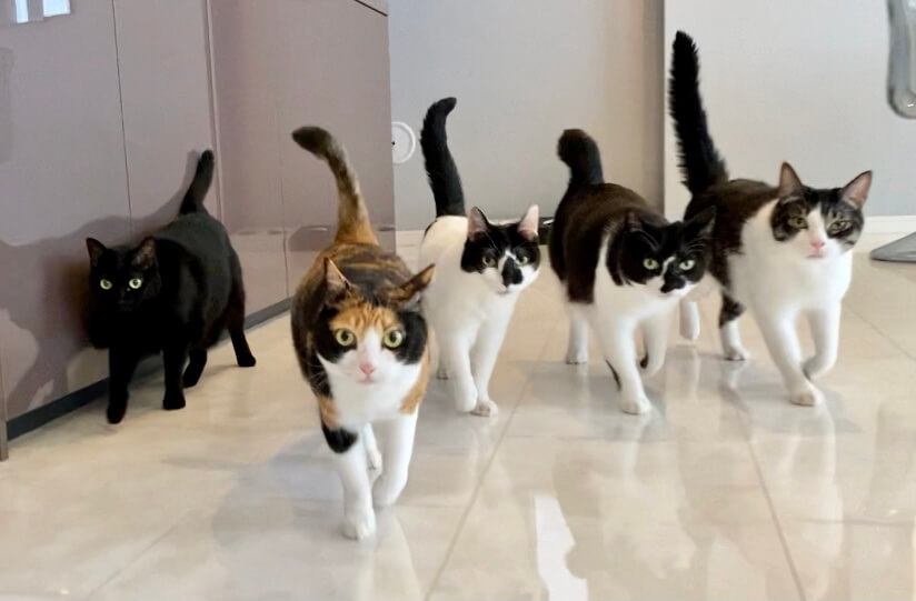 ゴールデン帯のテレビ出演後にマジでムカつくことがあった 保護猫5匹のために豪邸を建てた音楽家の怒りに共感 Togetter ゴールデン帯のテレビ出演後にマジでムカつくことがあった 保護猫5匹のために豪邸を建てた音楽家の怒りに共感 Togetter