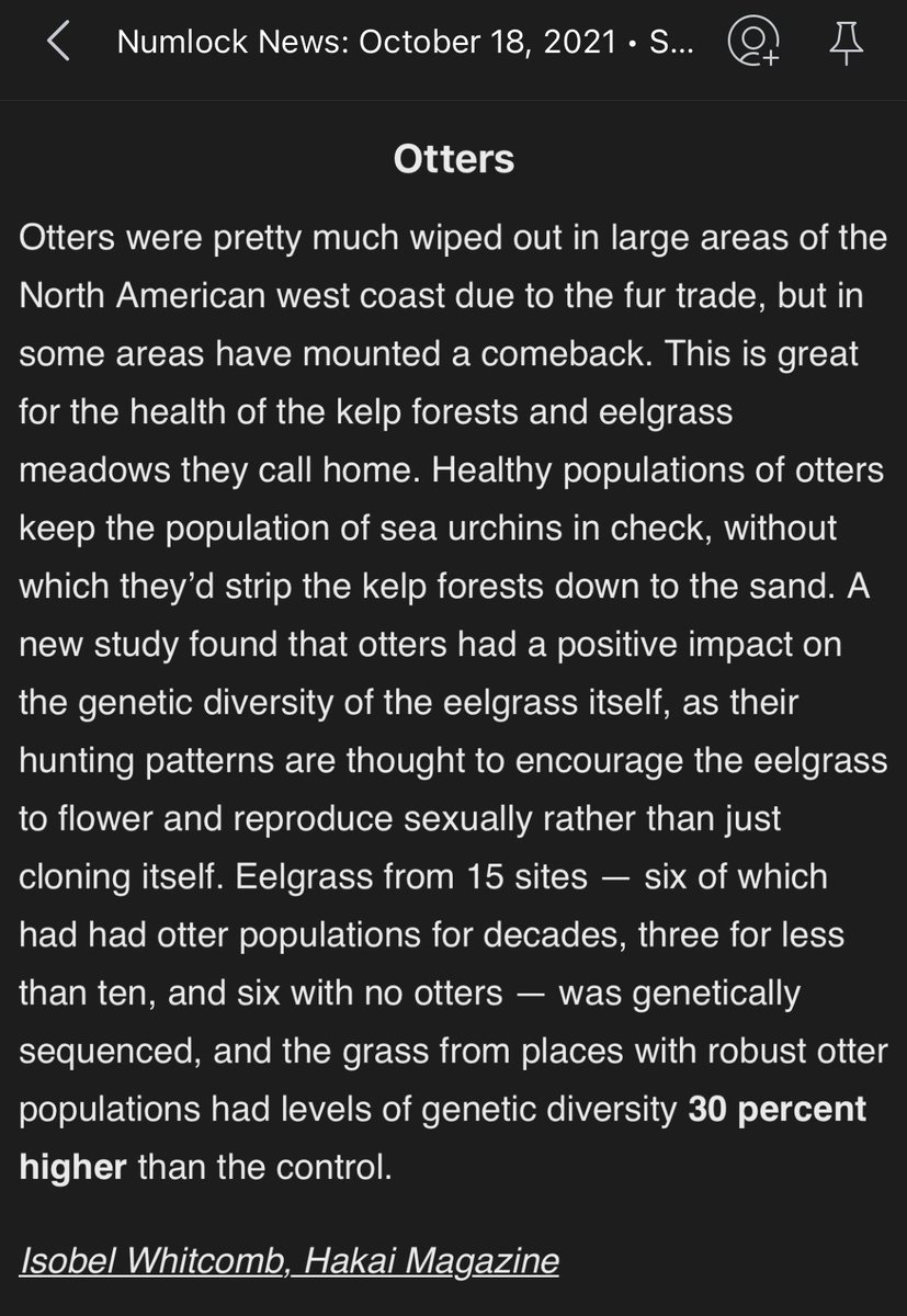 hyrulepodcaster's tweet image. And, the most important thing, they&apos;re adorable ⁦@WaltHickey⁩ 
#numlock