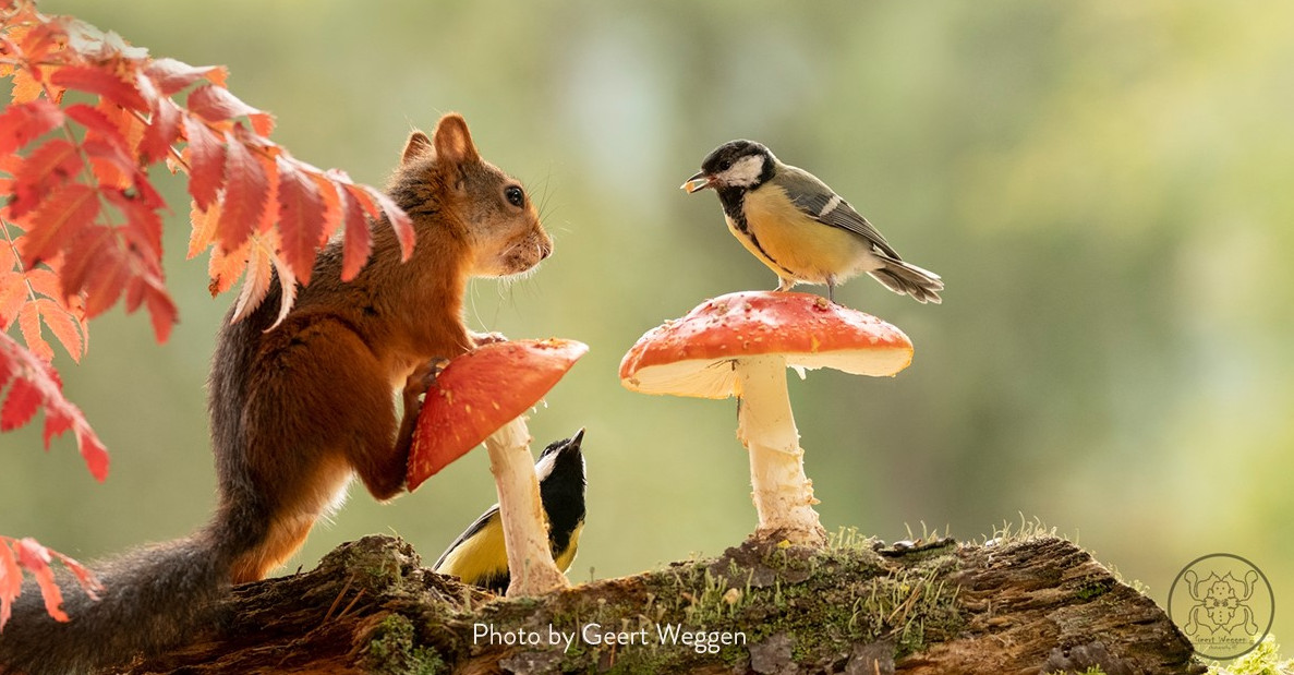 reclaimingreds's tweet photo. Red squirrels “cache” mushrooms for winter. Fresh mushrooms contain lots of water so they dry them out at the base of tree branches to prevent decay 🍄
📷Geert Weggen https://t.co/8vxtkG149Q
#RedSquirrel #RedSquirrels #Autumn #Mushroom #Fungi #NatureFacts #NutsAboutSquirrels https://t.co/rXprqpgMtr