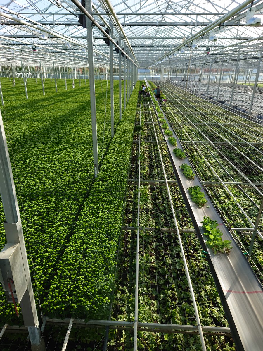 Een groene start van de week 💚
.
.
#chrysant
#royalfloraholland 
#country
#flowers