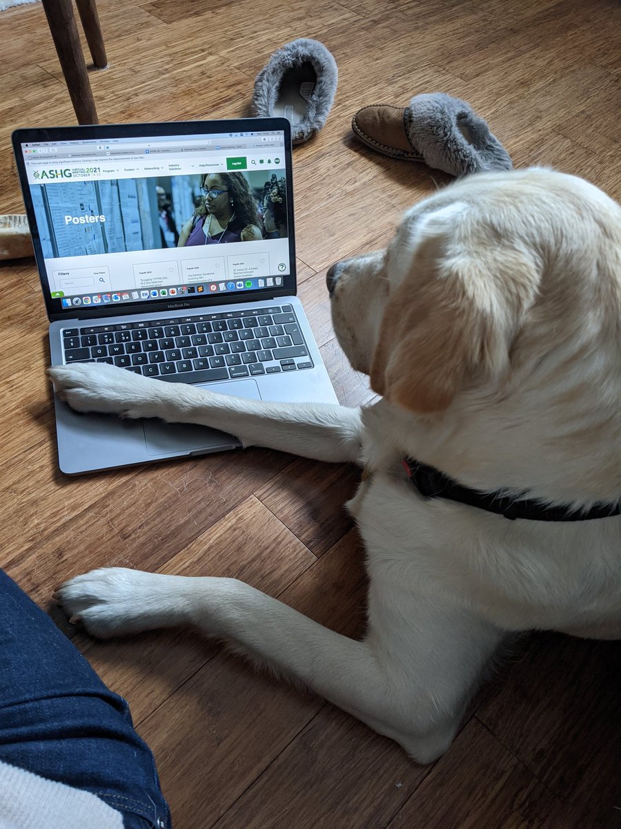 nickywhiffin's tweet photo. Apparently Kelsey is in charge of which #ASHG21 posters we look at today...#dogsOfASHG #futureLifeChanger https://t.co/RCRx0PC93R