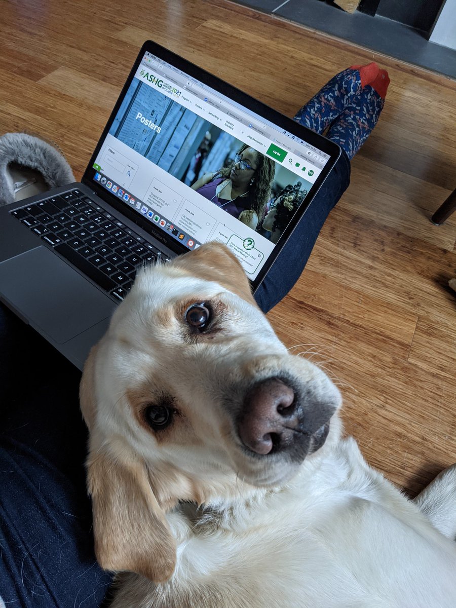 nickywhiffin's tweet photo. Apparently Kelsey is in charge of which #ASHG21 posters we look at today...#dogsOfASHG #futureLifeChanger https://t.co/RCRx0PC93R