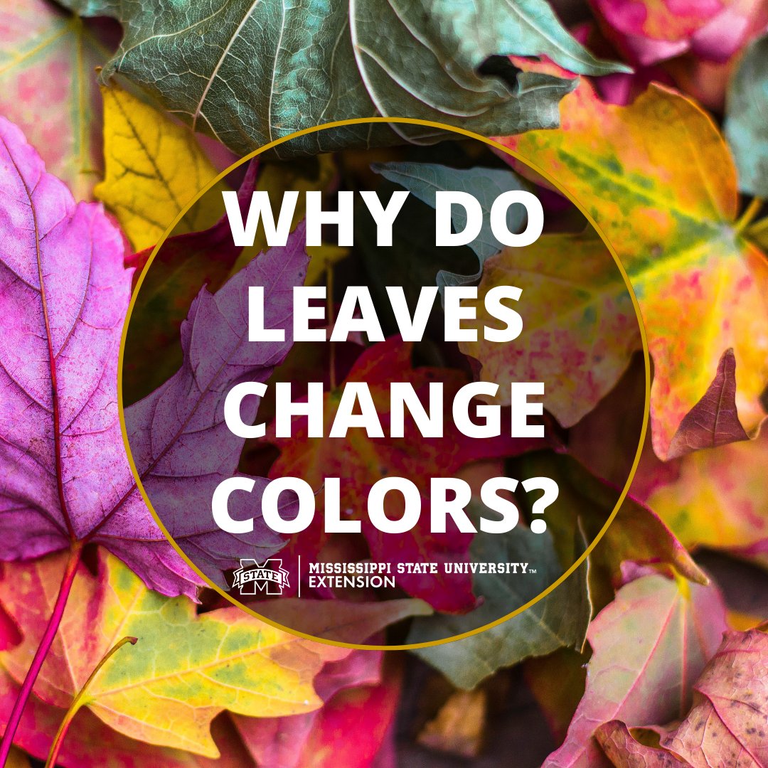 MSUExtService's tweet image. Why do leaves change colors? Many people believe frost is the reason, but that’s actually a myth!
🌿
    🌿
        🍂
           🍂
We explain the process here: ow.ly/ZiuE50GspmJ #ExtensionForRealLife #MSUext