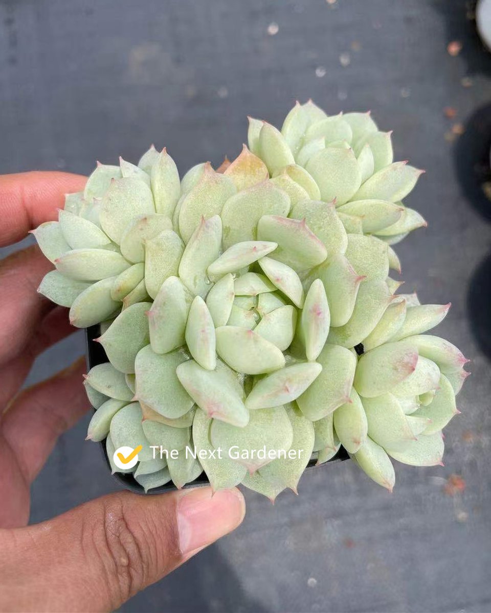 The Next Gardener tweet media