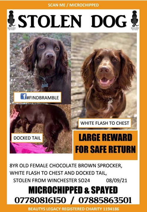 Please, wherever you are in the UK, retweet this post. Bramble will be missing home terribly, and she needs medication. She will make you no money. Large reward for her safe return, no questions asked. #bringbramblehome