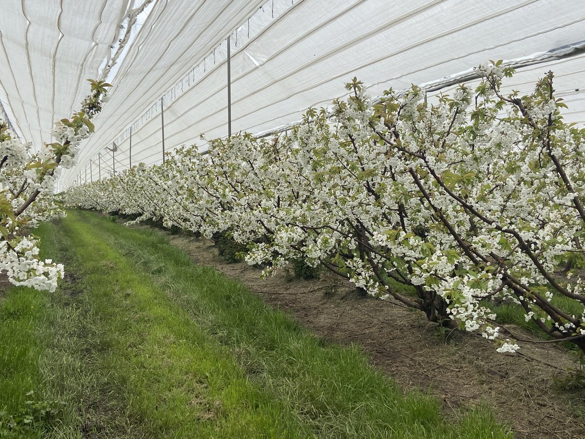 These Regina at Hansen Orchards Rosegarland Orchard are our latest flowering variety and still at full bloom