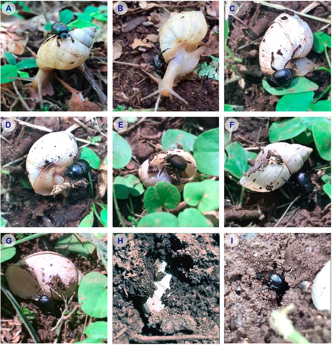 JoeWilliamsonDB's tweet photo. BREAKING NEWS: Snails added to diverse list of things dung beetles eat that isn't dung. From sh*t-eater to gastropod-guzzler, 😍💩🐌. Other odd dietary innovations include leafcutter ants, millipedes, fungi and acorns! 
Article -> https://t.co/qzgrh3zHZf https://t.co/4uLPSSzFpI